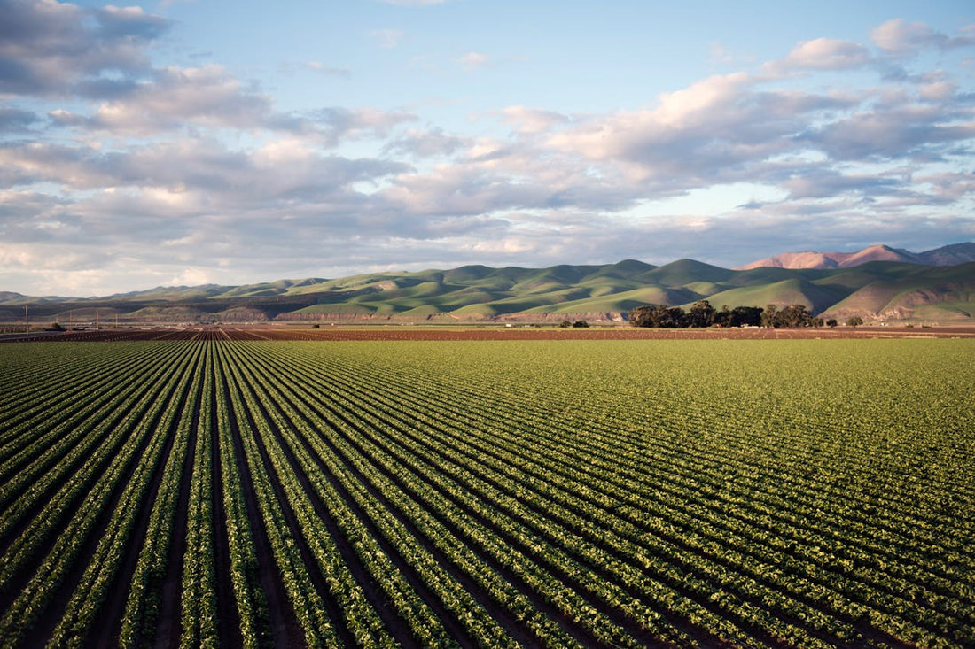 Feng Shui Tips For Improving Your Farm