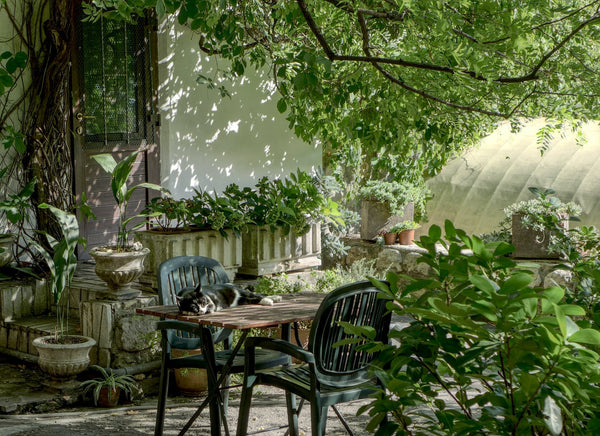 Using Feng Shui to Enhance the Beauty and Functionality of Your Yard