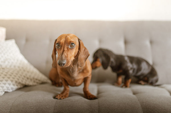 What Feng Shui Says About Pets