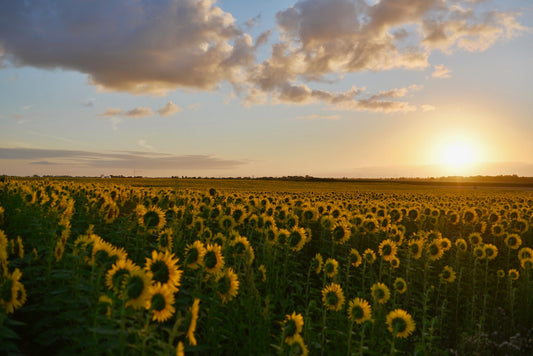 Symbolism of Sunflowers: A Deeper Look into the Meaning Behind This Iconic Flower