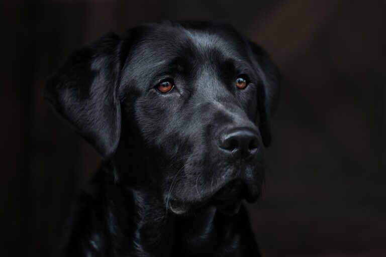 What Your Dog’s Discomfort Reveals About Your Home’s Feng Shui
